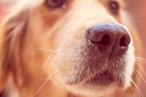 Квидные снифферные собаки - это вещь - это значит, что ваша собака знает, если у вас есть коронавирус?