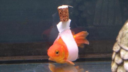 Инвалидная коляска Goldfish: эта рыба в слинге сделает ваш день
